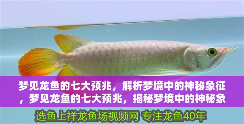 夢見龍魚的七大預(yù)兆，解析夢境中的神秘象征，夢見龍魚的七大預(yù)兆，揭秘夢境中的神秘象征