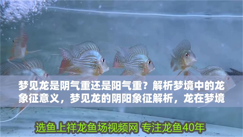 夢見龍是陰氣重還是陽氣重？解析夢境中的龍象征意義，夢見龍的陰陽象征解析，龍在夢境中的吉兇寓意