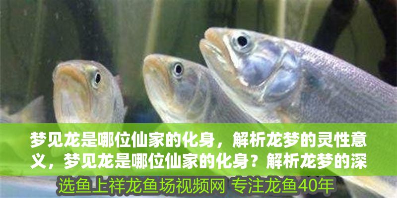 夢見龍是哪位仙家的化身，解析龍夢的靈性意義，夢見龍是哪位仙家的化身？解析龍夢的深層靈性意義