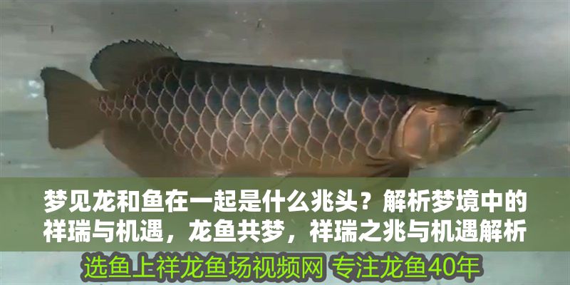 夢見龍和魚在一起是什么兆頭？解析夢境中的祥瑞與機(jī)遇，龍魚共夢，祥瑞之兆與機(jī)遇解析