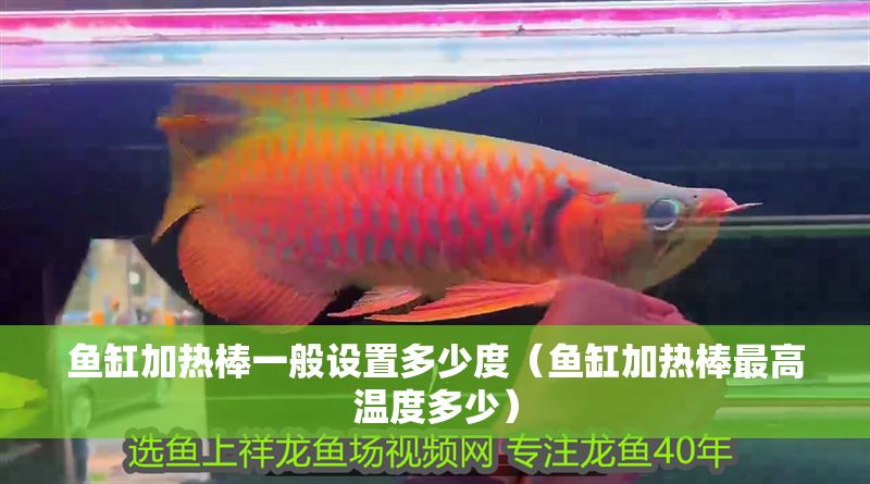魚缸加熱棒一般設置多少度（魚缸加熱棒最高溫度多少）