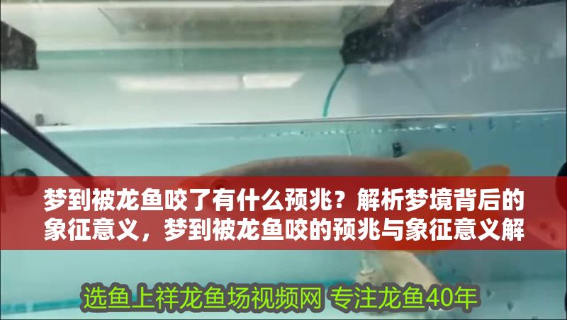 夢到被龍魚咬了有什么預兆？解析夢境背后的象征意義，夢到被龍魚咬的預兆與象征意義解析