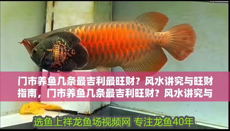 門市養(yǎng)魚幾條最吉利最旺財？風(fēng)水講究與旺財指南，門市養(yǎng)魚幾條最吉利旺財？風(fēng)水講究與旺財指南