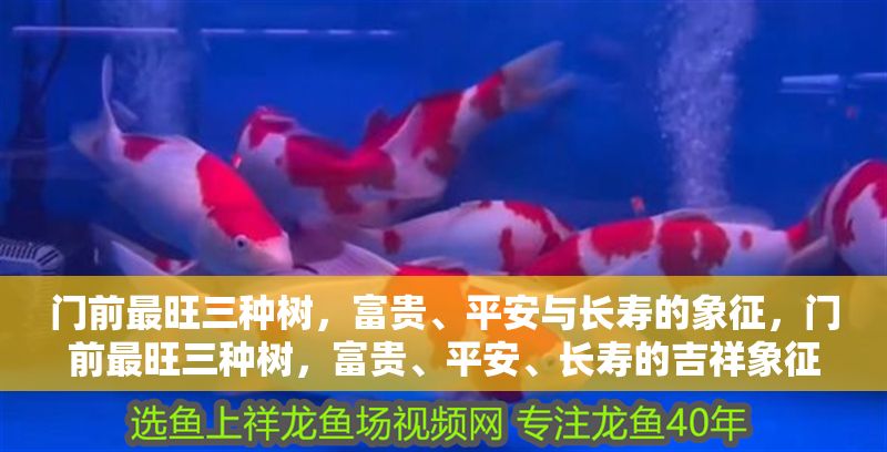 門前最旺三種樹，富貴、平安與長壽的象征，門前最旺三種樹，富貴、平安、長壽的吉祥象征