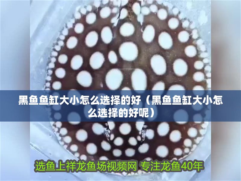 黑魚魚缸大小怎么選擇的好（黑魚魚缸大小怎么選擇的好呢）