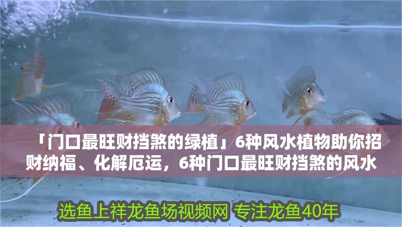 「門口最旺財擋煞的綠植」6種風水植物助你招財納福、化解厄運，6種門口最旺財擋煞的風水綠植，招財納福化解厄運