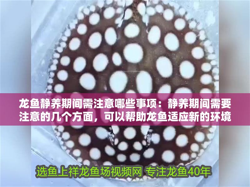龍魚靜養(yǎng)期間需注意哪些事項(xiàng)：靜養(yǎng)期間需要注意的幾個(gè)方面，可以幫助龍魚適應(yīng)新的環(huán)境
