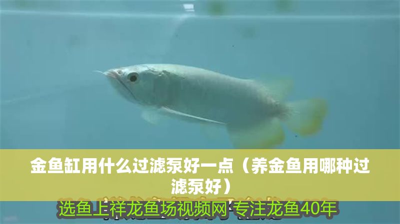 金魚缸用什么過濾泵好一點（養金魚用哪種過濾泵好）