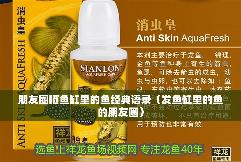 朋友圈曬魚缸里的魚經典語錄（發魚缸里的魚的朋友圈）