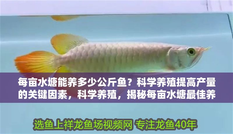 每畝水塘能養多少公斤魚？科學養殖提高產量的關鍵因素，科學養殖，揭秘每畝水塘最佳養魚密度與高產關鍵因素