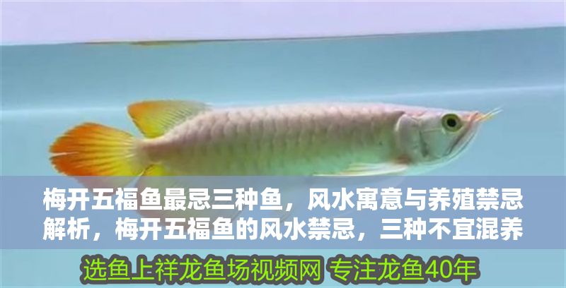 梅開五福魚最忌三種魚，風水寓意與養殖禁忌解析，梅開五福魚的風水禁忌，三種不宜混養的魚及養殖注意事項