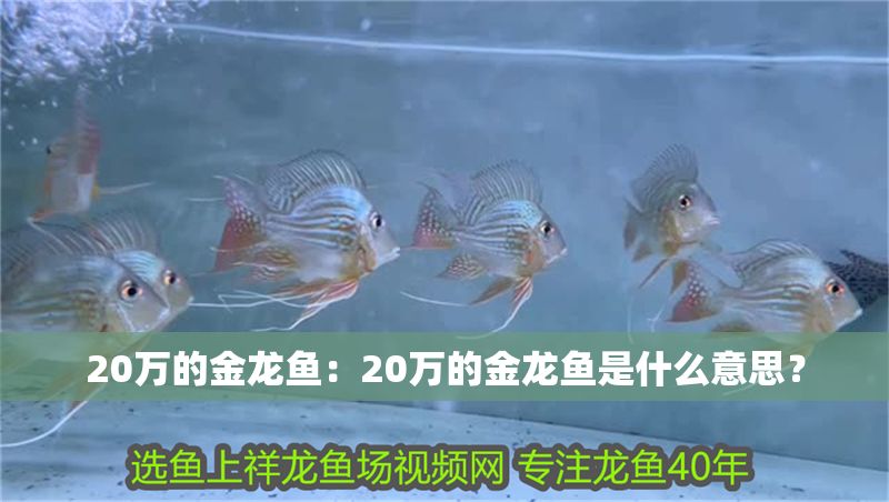 20萬的金龍魚：20萬的金龍魚是什么意思？