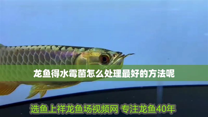 龍魚得水霉菌怎么處理最好的方法呢