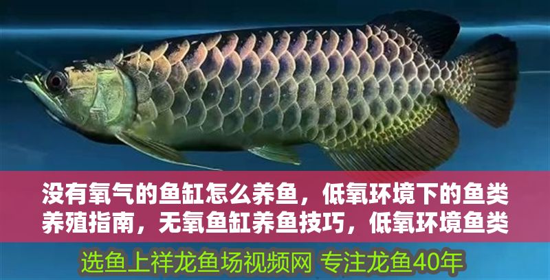 沒有氧氣的魚缸怎么養(yǎng)魚，低氧環(huán)境下的魚類養(yǎng)殖指南，無氧魚缸養(yǎng)魚技巧，低氧環(huán)境魚類養(yǎng)殖全攻略