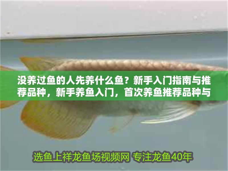 沒養過魚的人先養什么魚?新手入門指南與推薦品種,新手養魚入門,首次養魚推薦品種與實用指南 龍魚百科 第1張 沒養過魚的人先養什么魚?新手入門指南與推薦品種,新手養魚入門,首次養魚推薦品種與實用指南 沒養過魚的人先養什么魚?新手入門指南與推薦品種,新手養魚入門,首次養魚推薦品種與實用指南 龍魚百科 第1張
