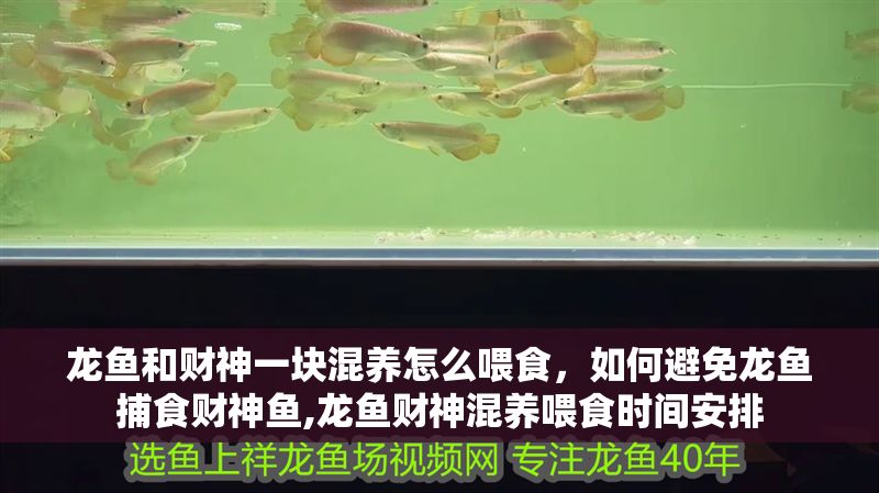 龍魚和財神一塊混養怎么喂食，如何避免龍魚捕食財神魚,龍魚財神混養喂食時間安排