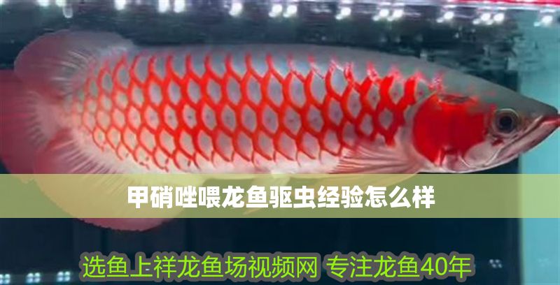 甲硝唑喂龍魚驅蟲經驗怎么樣