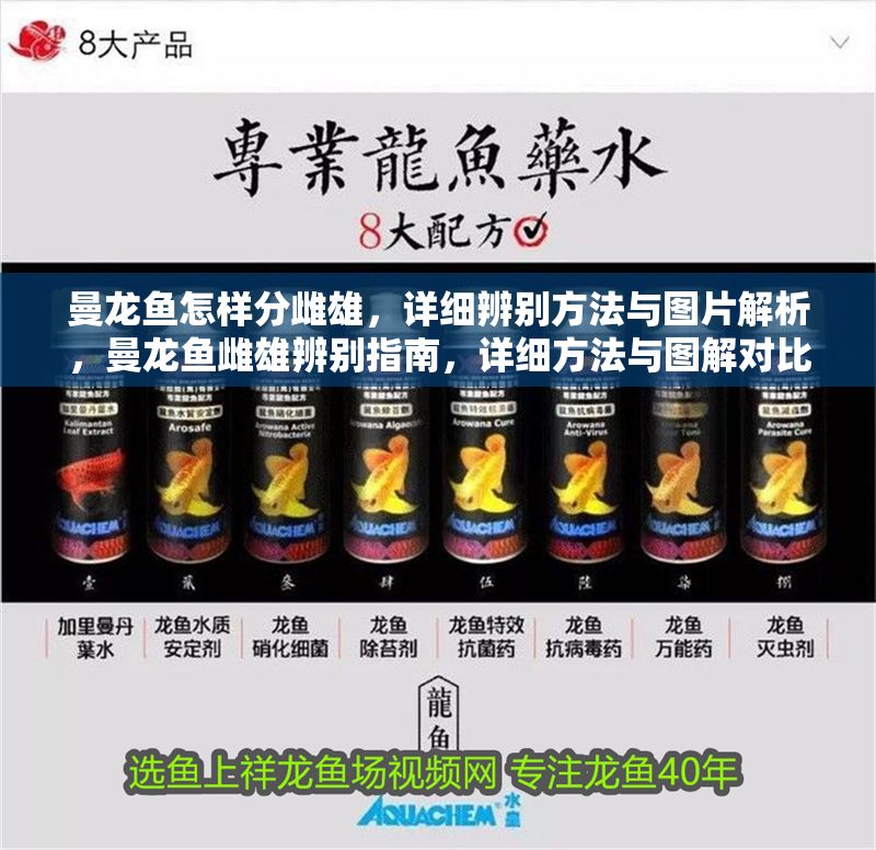 曼龍魚怎樣分雌雄，詳細辨別方法與圖片解析，曼龍魚雌雄辨別指南，詳細方法與圖解對比