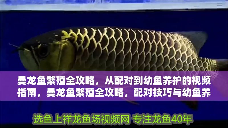 曼龍魚繁殖全攻略，從配對到幼魚養護的視頻指南，曼龍魚繁殖全攻略，配對技巧與幼魚養護視頻指南