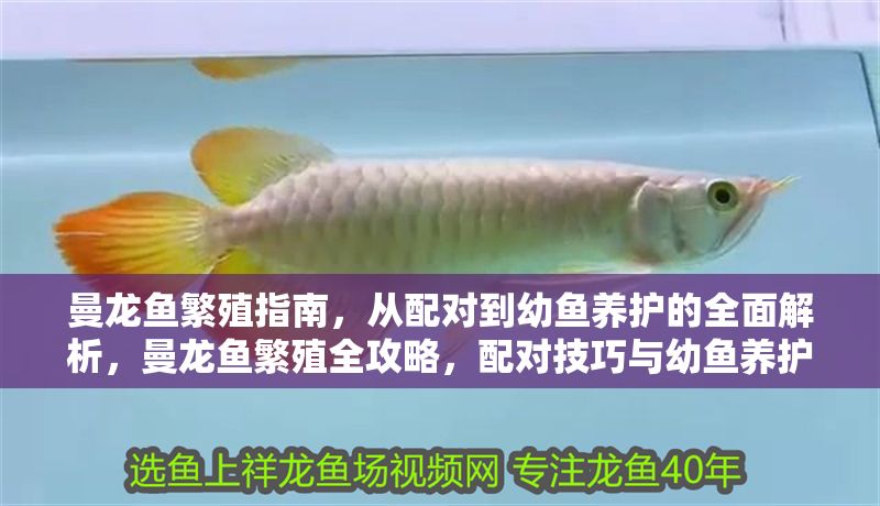 曼龍魚繁殖指南，從配對到幼魚養護的全面解析，曼龍魚繁殖全攻略，配對技巧與幼魚養護詳解
