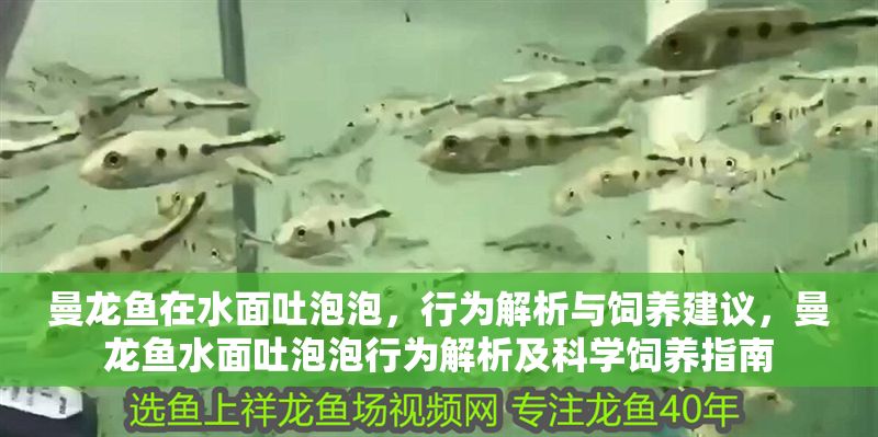 曼龍魚在水面吐泡泡，行為解析與飼養建議，曼龍魚水面吐泡泡行為解析及科學飼養指南