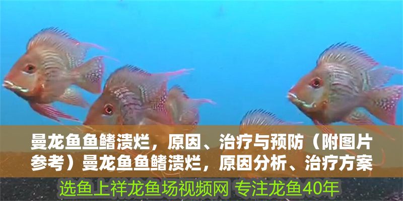 曼龍魚魚鰭潰爛，原因、治療與預防（附圖片參考）曼龍魚魚鰭潰爛，原因分析、治療方案及預防措施（含圖片參考）