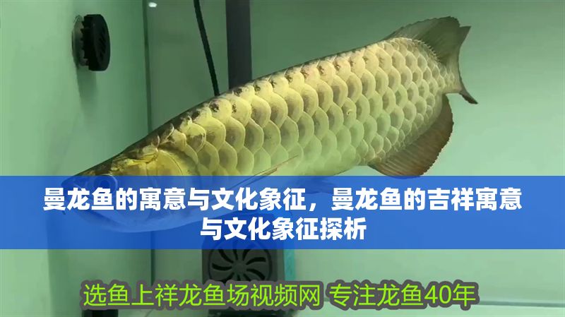 曼龍魚的寓意與文化象征,曼龍魚的吉祥寓意與文化象征探析 龍魚百科 第1張 曼龍魚的寓意與文化象征,曼龍魚的吉祥寓意與文化象征探析 曼龍魚的寓意與文化象征,曼龍魚的吉祥寓意與文化象征探析 龍魚百科 第1張