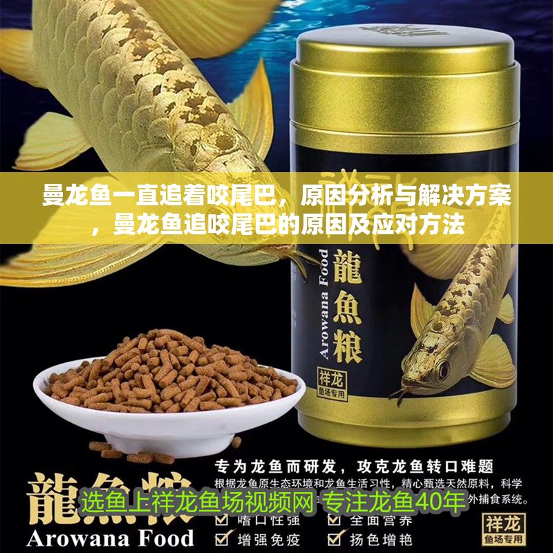 曼龍魚一直追著咬尾巴，原因分析與解決方案，曼龍魚追咬尾巴的原因及應對方法
