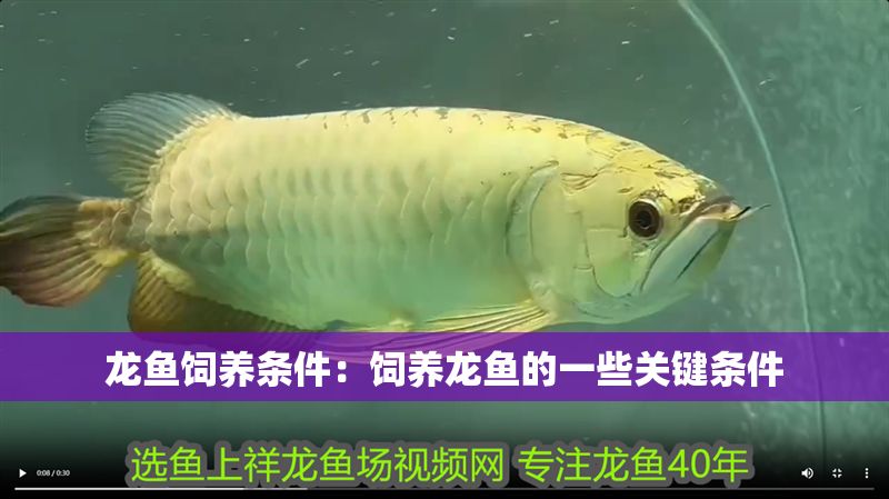 龍魚飼養條件：飼養龍魚的一些關鍵條件