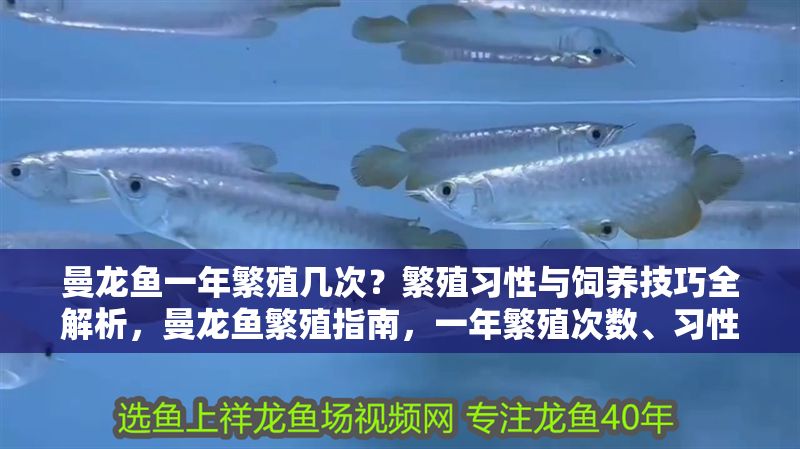曼龍魚一年繁殖幾次？繁殖習性與飼養技巧全解析，曼龍魚繁殖指南，一年繁殖次數、習性及飼養技巧全解析