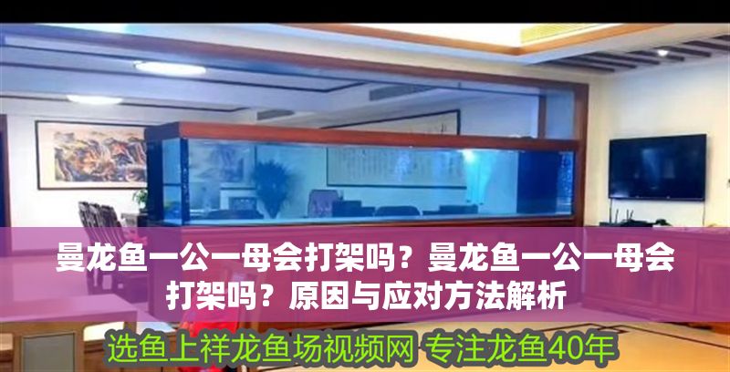 曼龍魚一公一母會打架嗎？曼龍魚一公一母會打架嗎？原因與應對方法解析