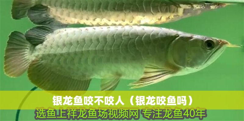 銀龍魚咬不咬人（銀龍咬魚嗎）