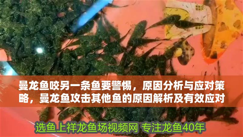 曼龍魚咬另一條魚要警惕，原因分析與應對策略，曼龍魚攻擊其他魚的原因解析及有效應對方法