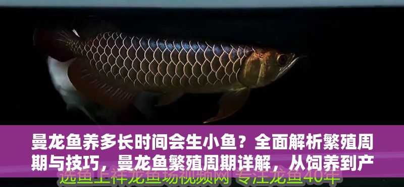 曼龍魚養多長時間會生小魚？全面解析繁殖周期與技巧，曼龍魚繁殖周期詳解，從飼養到產卵的全過程技巧