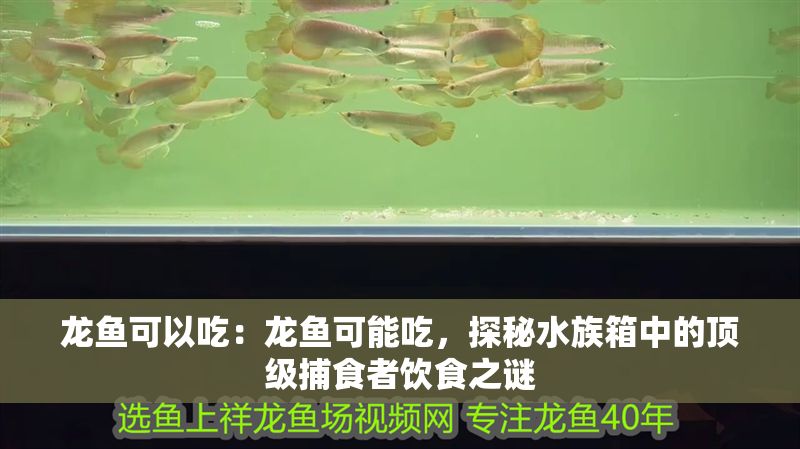 龍魚可以吃：龍魚可能吃，探秘水族箱中的頂級(jí)捕食者飲食之謎