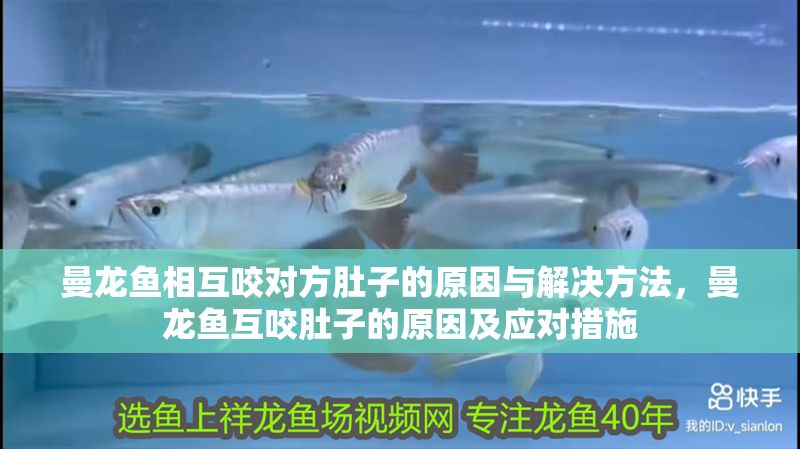 曼龍魚相互咬對方肚子的原因與解決方法，曼龍魚互咬肚子的原因及應對措施 曼龍魚相互咬對方肚子的原因與解決方法，曼龍魚互咬肚子的原因及應對措施 龍魚百科 第1張