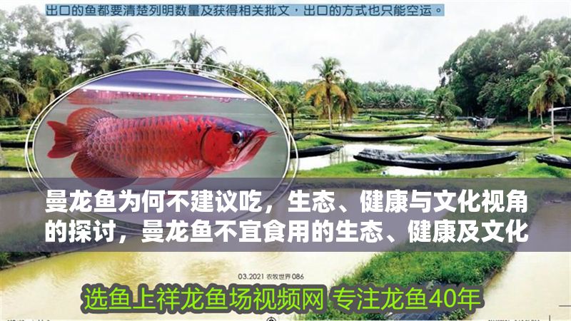 曼龍魚為何不建議吃，生態、健康與文化視角的探討，曼龍魚不宜食用的生態、健康及文化原因解析