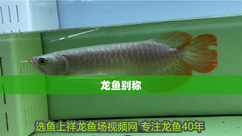 龍魚別稱
