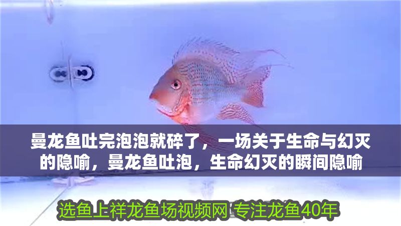 曼龍魚吐完泡泡就碎了，一場關于生命與幻滅的隱喻，曼龍魚吐泡，生命幻滅的瞬間隱喻