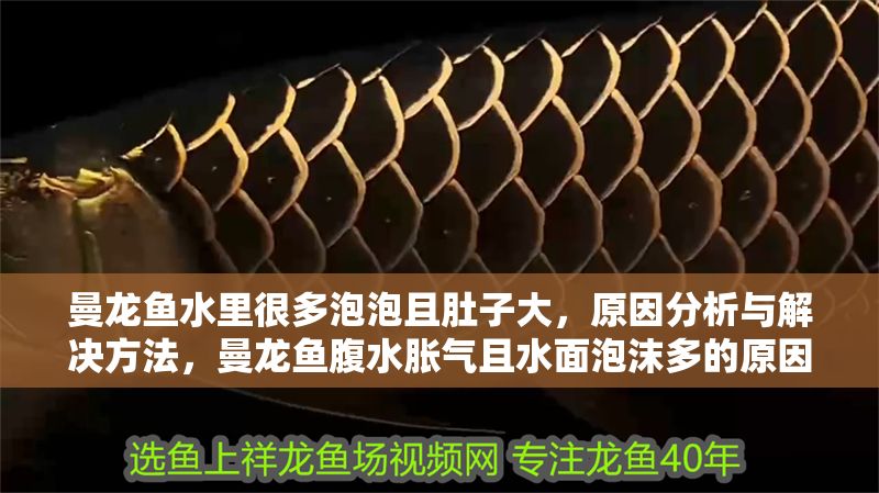 曼龍魚水里很多泡泡且肚子大,原因分析與解決方法,曼龍魚腹水脹氣且水面泡沫多的原因與治療措施 龍魚百科 第1張 曼龍魚水里很多泡泡且肚子大,原因分析與解決方法,曼龍魚腹水脹氣且水面泡沫多的原因與治療措施 曼龍魚水里很多泡泡且肚子大,原因分析與解決方法,曼龍魚腹水脹氣且水面泡沫多的原因與治療措施 龍魚百科 第1張