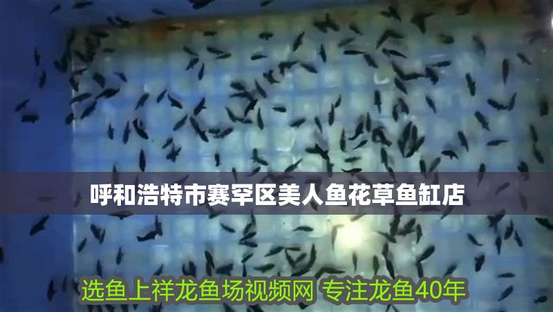呼和浩特市賽罕區(qū)美人魚花草魚缸店