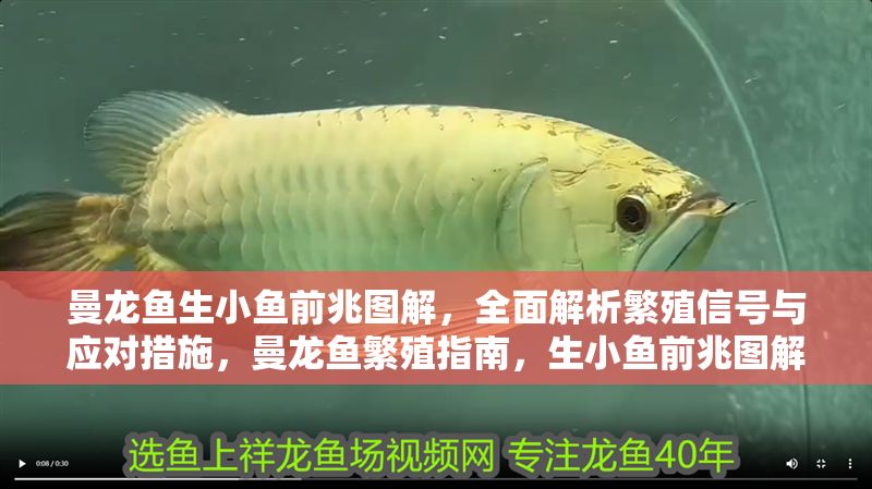 曼龍魚生小魚前兆圖解，全面解析繁殖信號(hào)與應(yīng)對(duì)措施，曼龍魚繁殖指南，生小魚前兆圖解與應(yīng)對(duì)策略全解析
