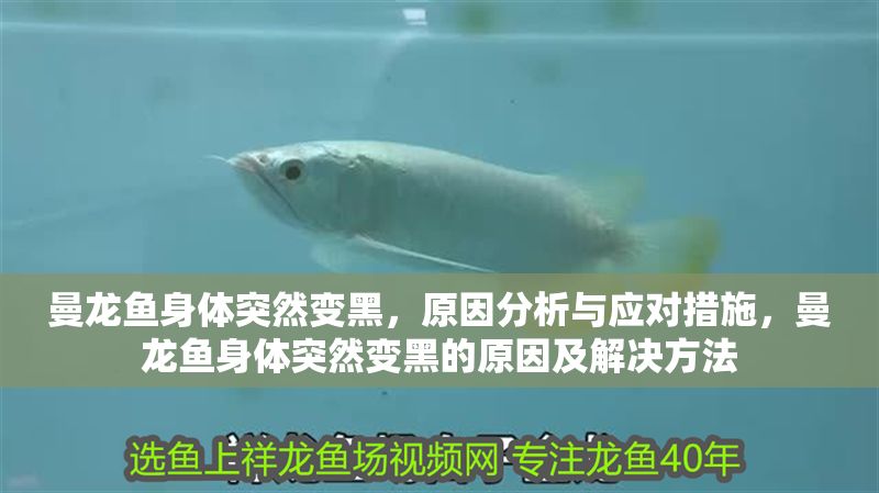 曼龍魚身體突然變黑，原因分析與應(yīng)對(duì)措施，曼龍魚身體突然變黑的原因及解決方法