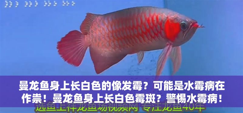 曼龍魚身上長白色的像發霉？可能是水霉病在作祟！曼龍魚身上長白色霉斑？警惕水霉??！