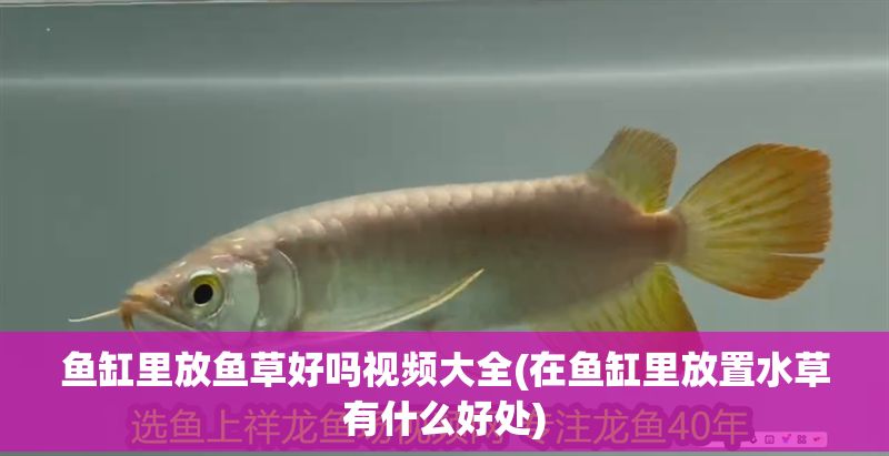 魚缸里放魚草好嗎視頻大全(在魚缸里放置水草有什么好處)