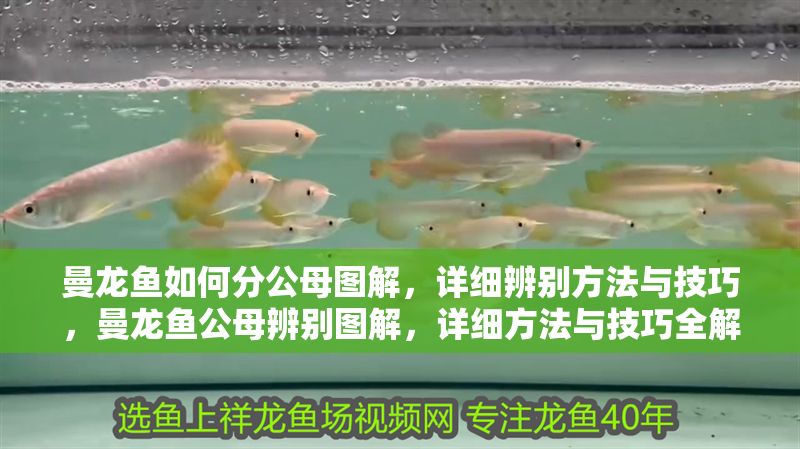曼龍魚如何分公母圖解，詳細辨別方法與技巧，曼龍魚公母辨別圖解，詳細方法與技巧全解析