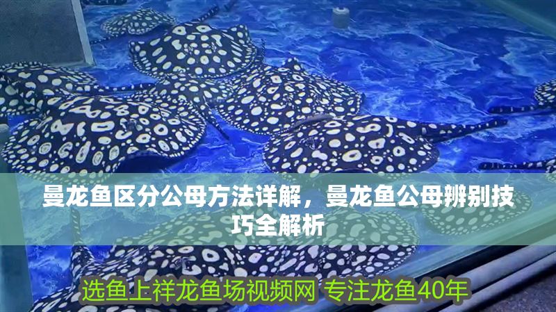 曼龍魚區分公母方法詳解，曼龍魚公母辨別技巧全解析