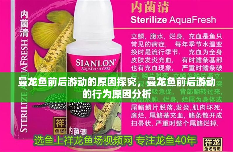 曼龍魚前后游動的原因探究，曼龍魚前后游動的行為原因分析