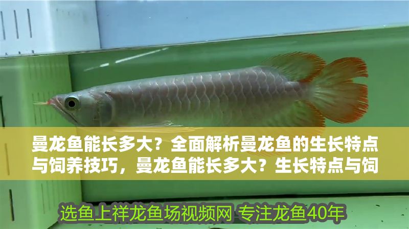 曼龍魚能長多大？全面解析曼龍魚的生長特點(diǎn)與飼養(yǎng)技巧，曼龍魚能長多大？生長特點(diǎn)與飼養(yǎng)技巧全解析