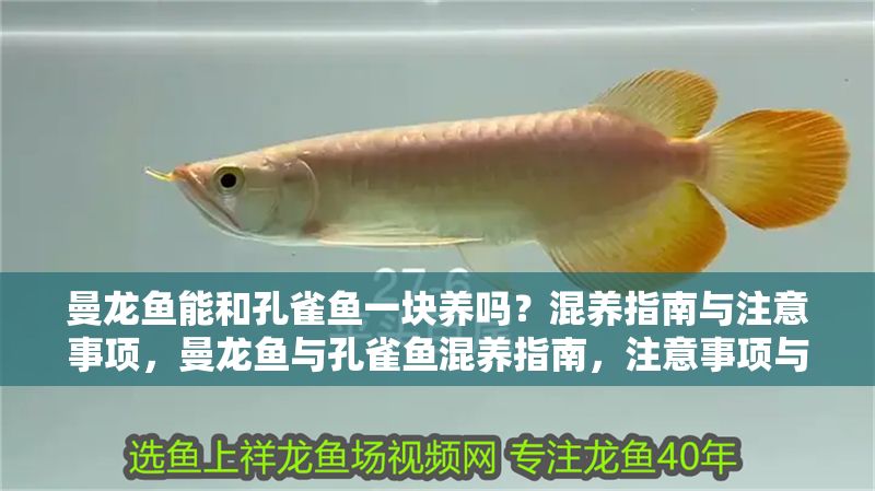 曼龍魚能和孔雀魚一塊養嗎？混養指南與注意事項，曼龍魚與孔雀魚混養指南，注意事項與技巧